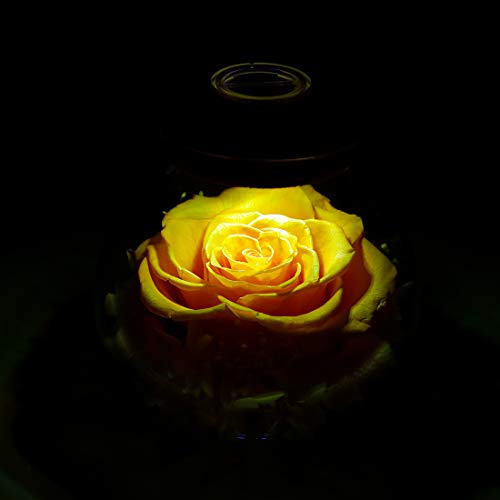 Preserved Real Roses w/ Colorful Mood Light Wishing Bottle