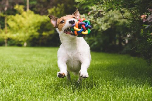 Chew Dog Toys Squeaky Dog Toys for Puppy and Small Medium Dog 6 PCS