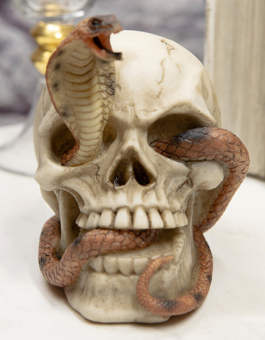 Cranium Skeleton Cobra Snake Habitat Skull Statue Figurine