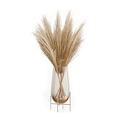 Dried Pampas Grass Phragmites Large Natural (Tan, 17)