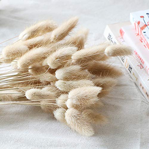 100 Pcs, Dried Bunny Tails Pampas for Flower Arrangements Home Decoration