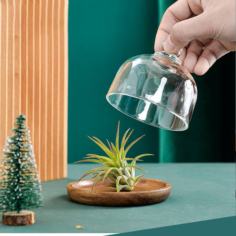 Clear Glass Dessert & Cheese Cloche Dome w/ Acacia Wood Serving Tray