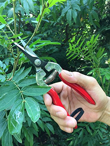 Small Garden Hand Pruner & Shears