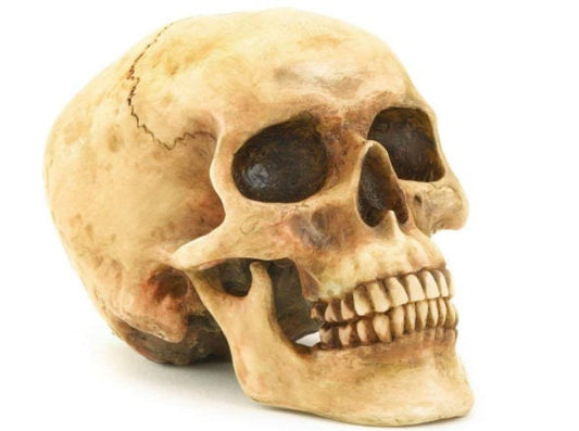 Realistic Skeleton Head, Party Prop, Bookshelf Living Room, Bedroom Decor, Cool Gothic Collectible Gift Ideas, Versatile Decoration, 4.5" H